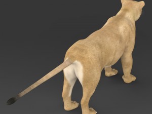 realistic lioness 3D 모델