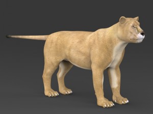 realistic lioness 3D 모델