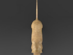 realistic lioness 3D 모델