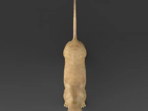 realistische L&ouml;win 3D Modell