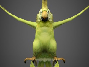 game ready parrot 3D Model