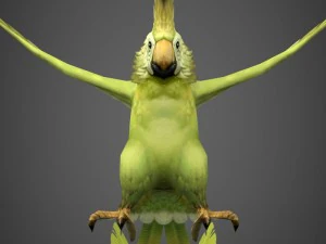 gotowa do gry papuga Model 3D