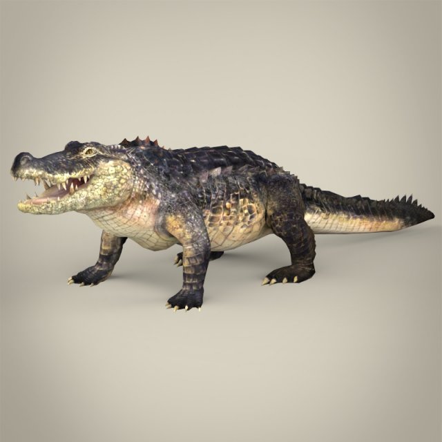 realistic crocodile 3Dモデル .c4d .max .obj .3ds .fbx .stl .blend 