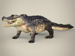 coccodrillo realistico Modello 3D