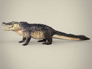 realistic crocodile 3Dモデル