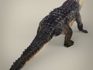 realistic crocodile 3Dモデル