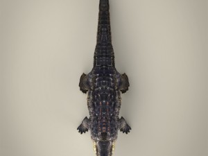 realistic crocodile 3Dモデル