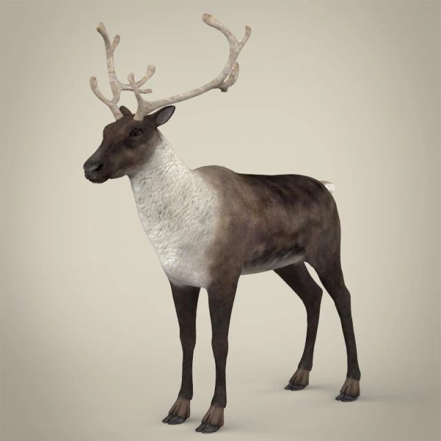 renna realistica Modello 3D .c4d .max .obj .3ds .fbx .stl .blend 