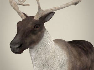 realistic reindeer Modèle 3D