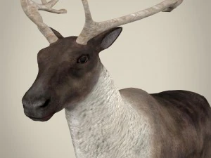 renna realistica Modello 3D