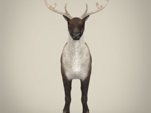 realistic reindeer Modèle 3D