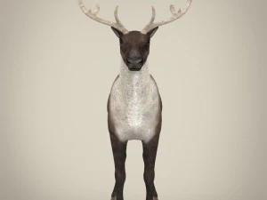renna realistica Modello 3D
