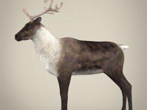 realistic reindeer Modèle 3D