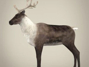 renna realistica Modello 3D