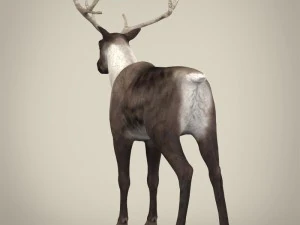 renna realistica Modello 3D