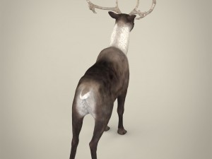 realistic reindeer Modèle 3D