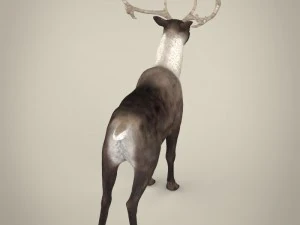 renna realistica Modello 3D