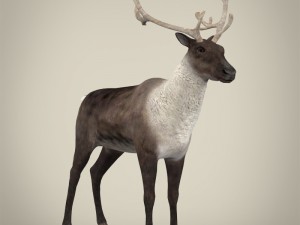 realistic reindeer Modèle 3D