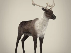 renna realistica Modello 3D