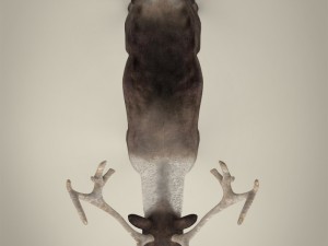realistic reindeer Modèle 3D