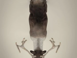 renna realistica Modello 3D