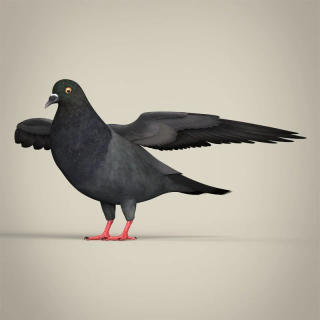 realistic pigeon 3D Model .c4d .max .obj .3ds .fbx .stl .blend