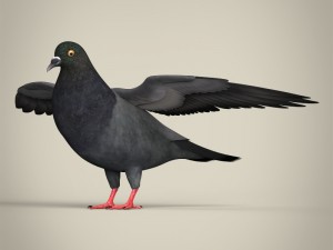 realistic pigeon 3D Модель