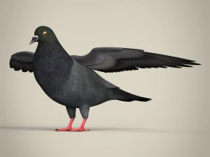 paloma realista Modelo 3D