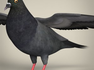 realistic pigeon 3D Model