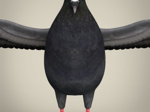 realistic pigeon 3D Model