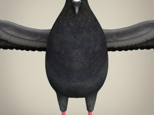 realistic pigeon 3D Model