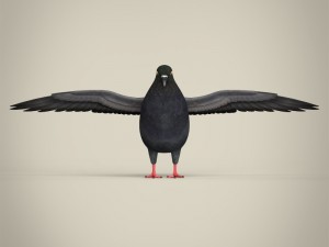 realistic pigeon 3D Model