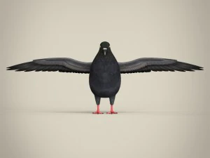 realistic pigeon 3D Model