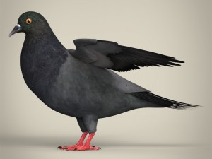 realistic pigeon 3D Model