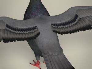 realistic pigeon 3D Model