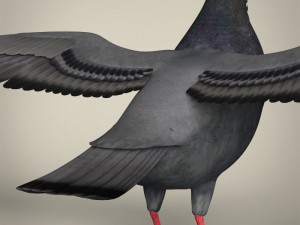 realistic pigeon 3D Model