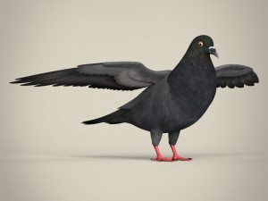 realistic pigeon 3D Model