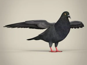 realistic pigeon 3D Model