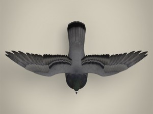 realistic pigeon 3D Model