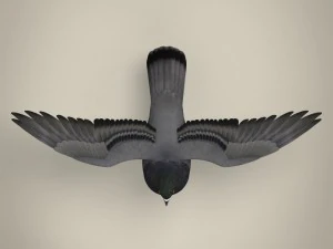 realistic pigeon 3D Model