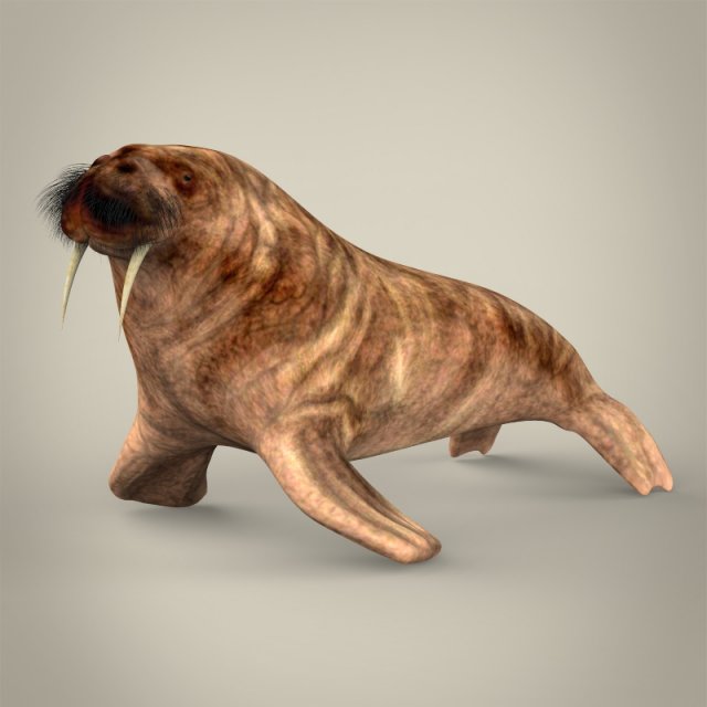 realistic walrus 3D Model .c4d .max .obj .3ds .fbx .stl .blend 