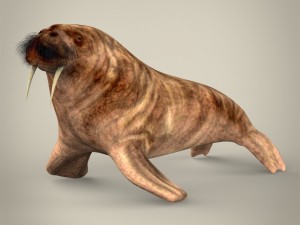 realistic walrus 3D Model
