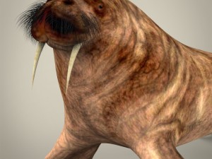 realistic walrus 3D Model