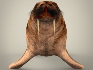 realistic walrus 3D Model