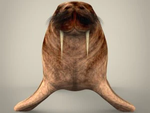 realistic walrus 3D Model