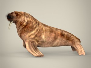 realistic walrus 3D Model