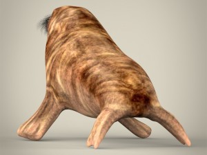 realistic walrus 3D Model