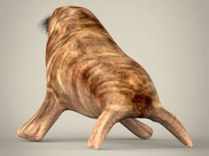 realistic walrus 3D Model