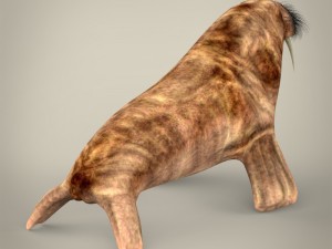 realistic walrus 3D Model
