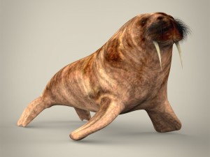 realistic walrus 3D Model
